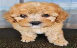 Cavapoo dogs for sale: Beautiful, mini Cavapoo Puppies - Image 6