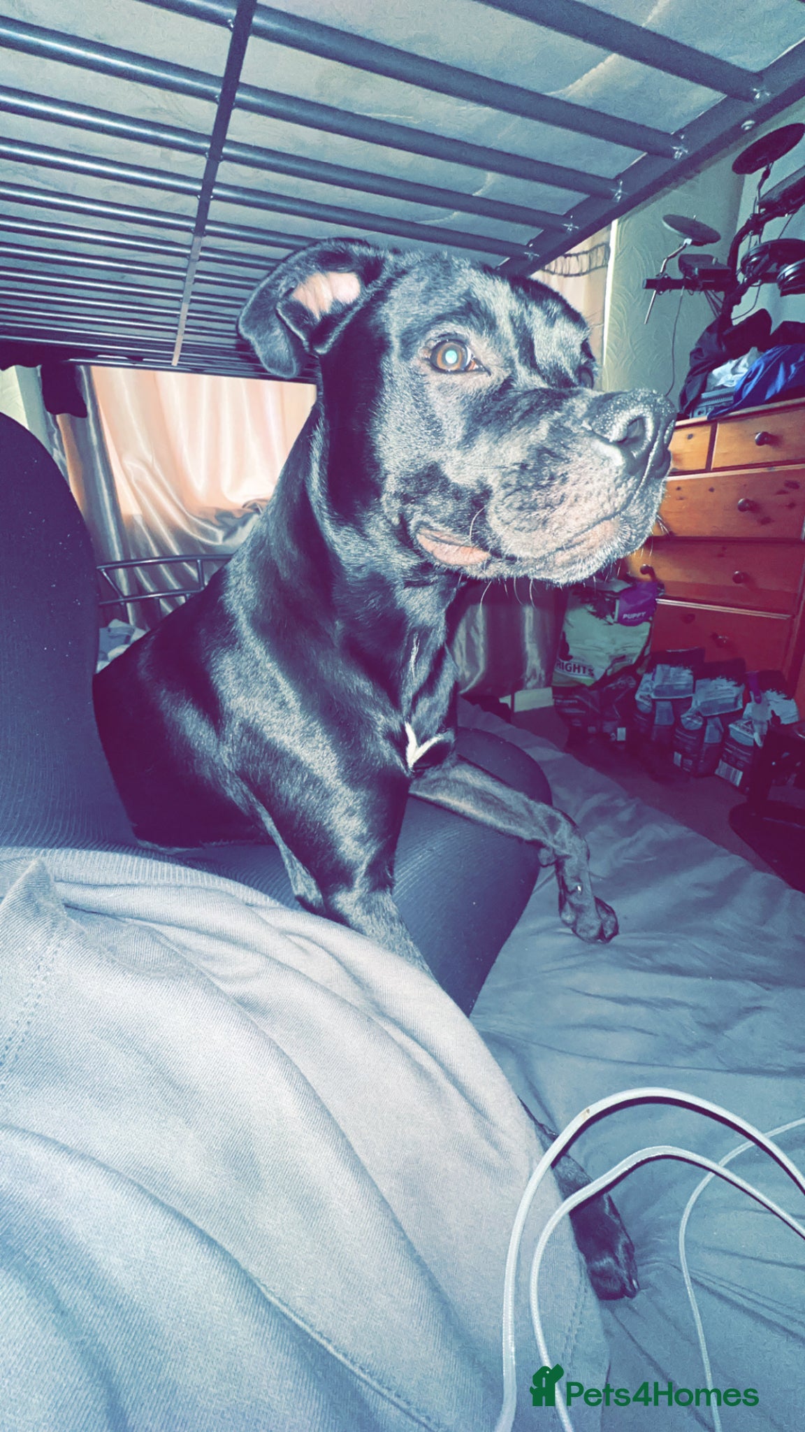Mixed Breed dogs for sale: Rocky  in Mansfield - Advert 2