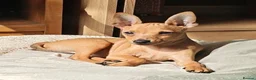 Miniature Pinscher dogs for sale: Lovely red boy ready for loving home in Edinburgh - Advert 4