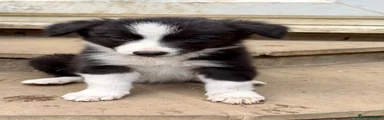 Border Collie 2