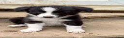 Border Collie dogs for sale: Border collie puppies  in Hayes - Advert 4