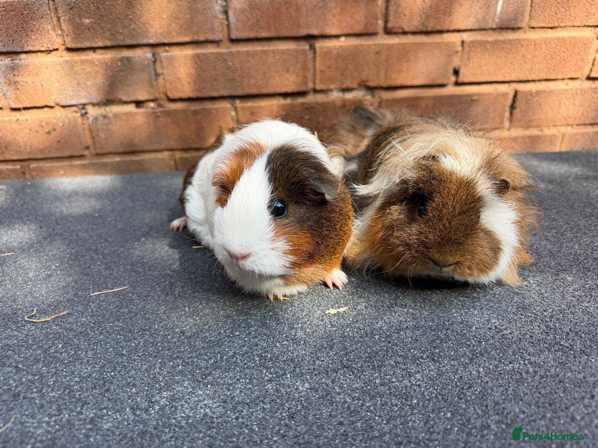 Guinea Pig rodents Guinea pigs looking for New Homes  - Advert 18