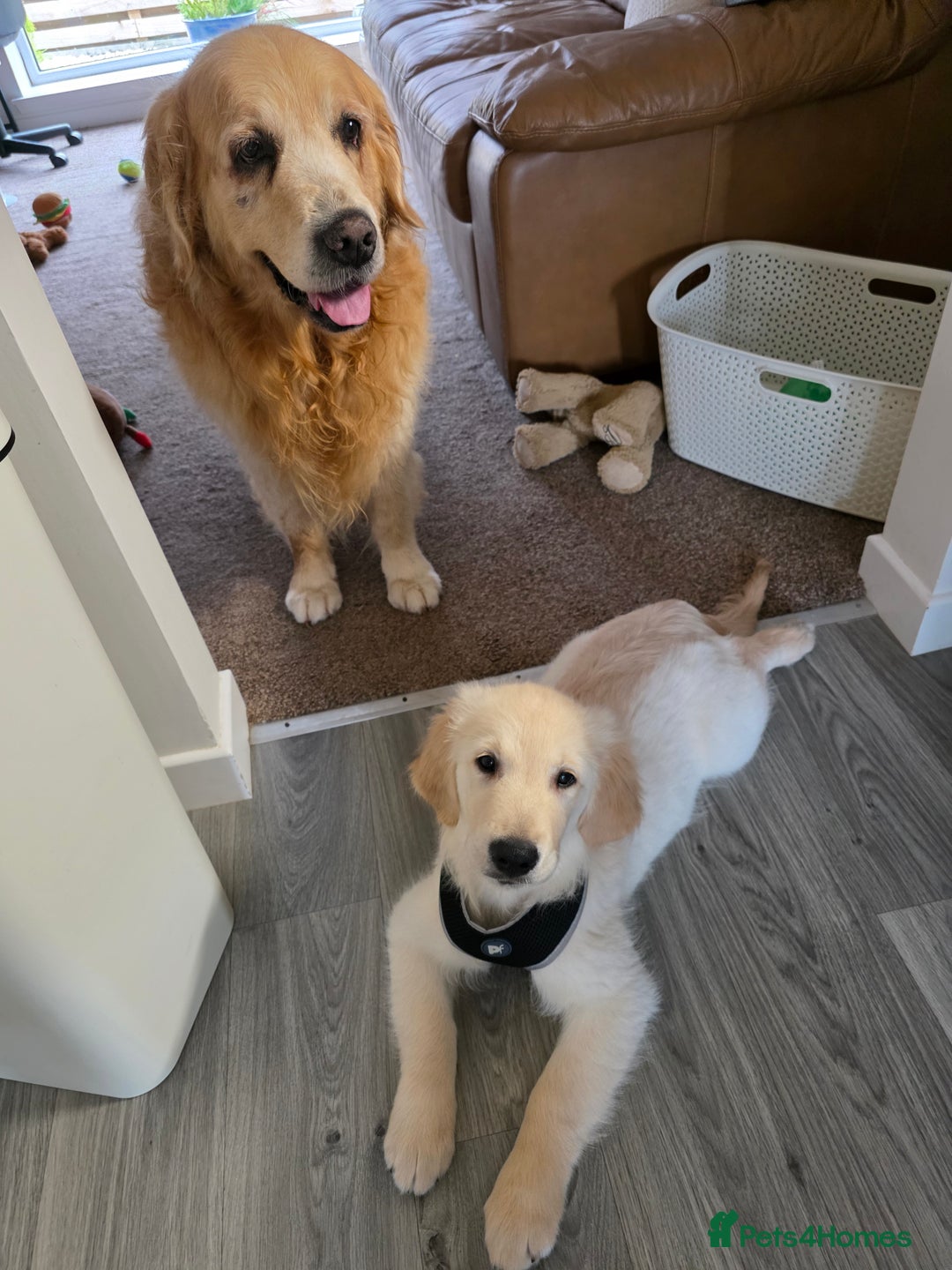Golden Retriever dogs for sale: Puppy aged 8 months, must be rehomed. - Image 4