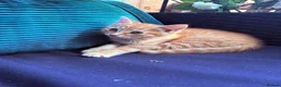 Mixed Breed cats for sale: READY NOW Bengal x kittens  - Advert 18
