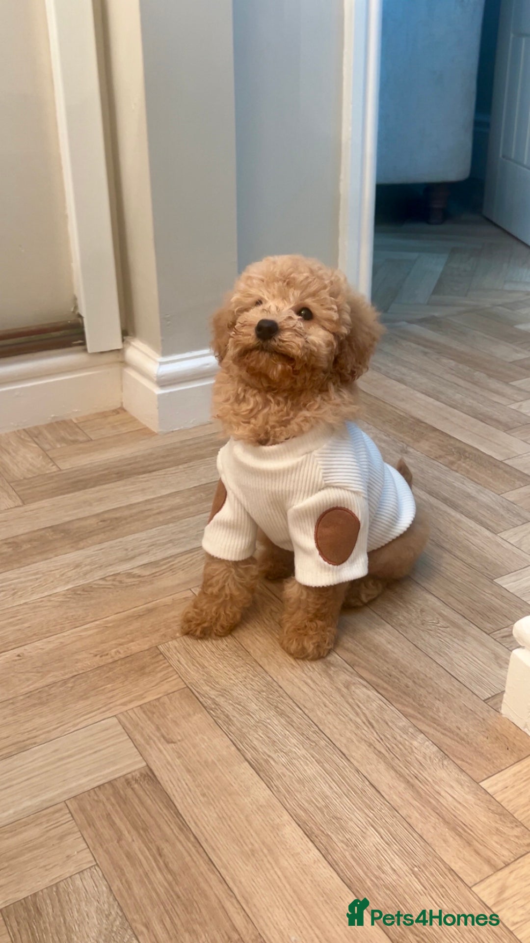 Miniature Poodle dogs for sale: 11 week old miniature poodle girl - Advert 2