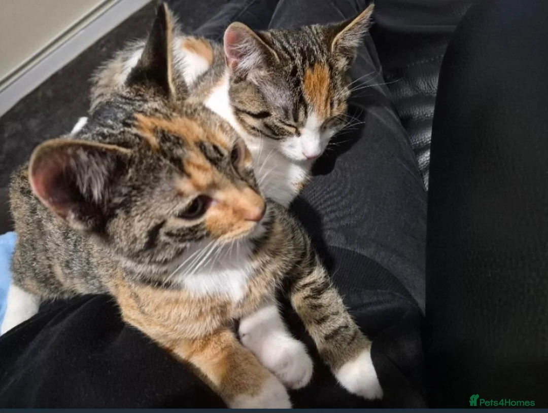 Mixed Breed cats for sale: Two 8 month old kittens for sale in Romford - Advert 2