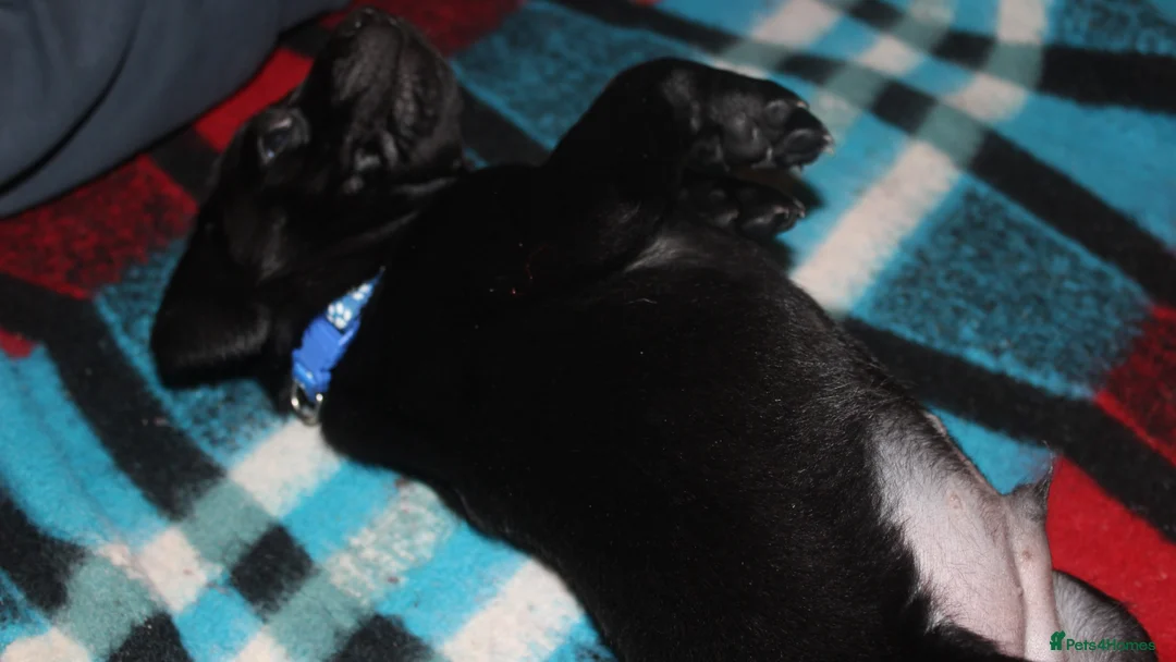 Labrador Retriever dogs for sale: Lovely, bold, beautiful puppies - Advert 19