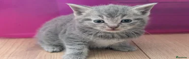 Grey Boy