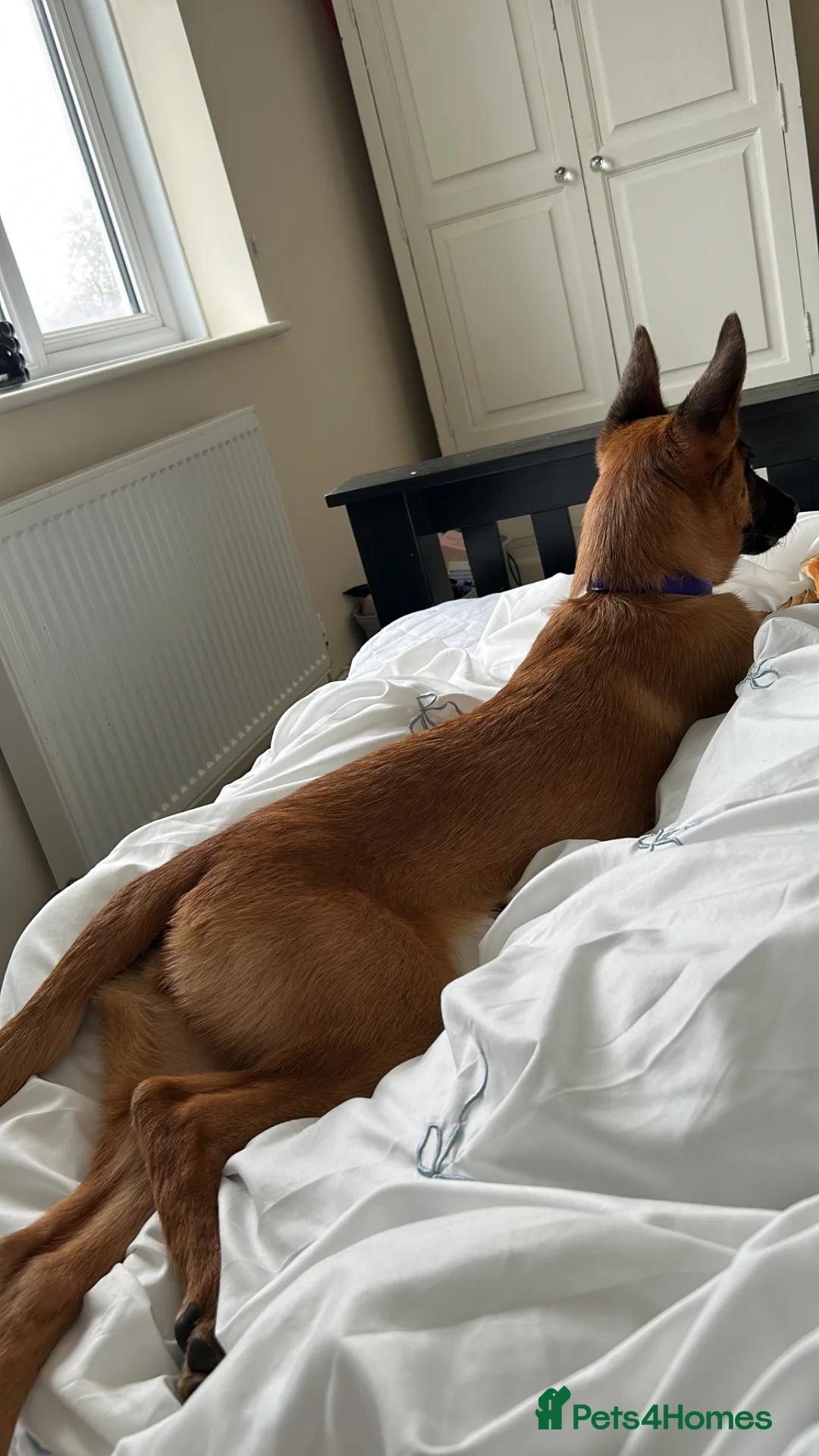 Belgian Shepherd Dog dogs for sale: Belgian Malinois puppy  - Advert 5