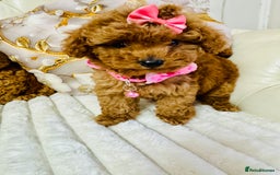 Maltipoo dogs for sale: Exquisite tiny F1 Toy Maltipoo puppies 🐶 🧸  - Image 12