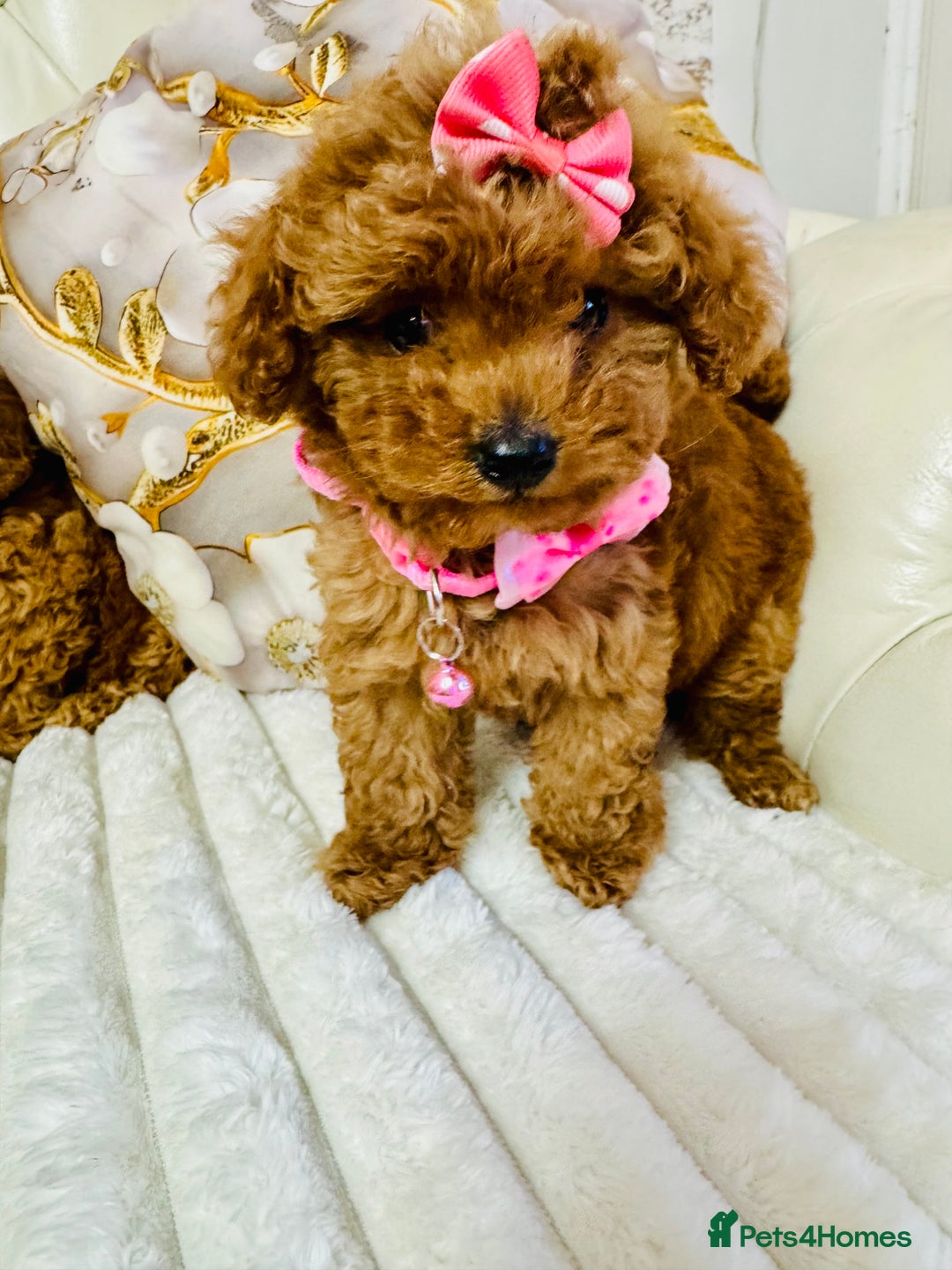 Maltipoo dogs for sale: Exquisite tiny F1 Toy Maltipoo puppies 🐶 🧸  - Image 12
