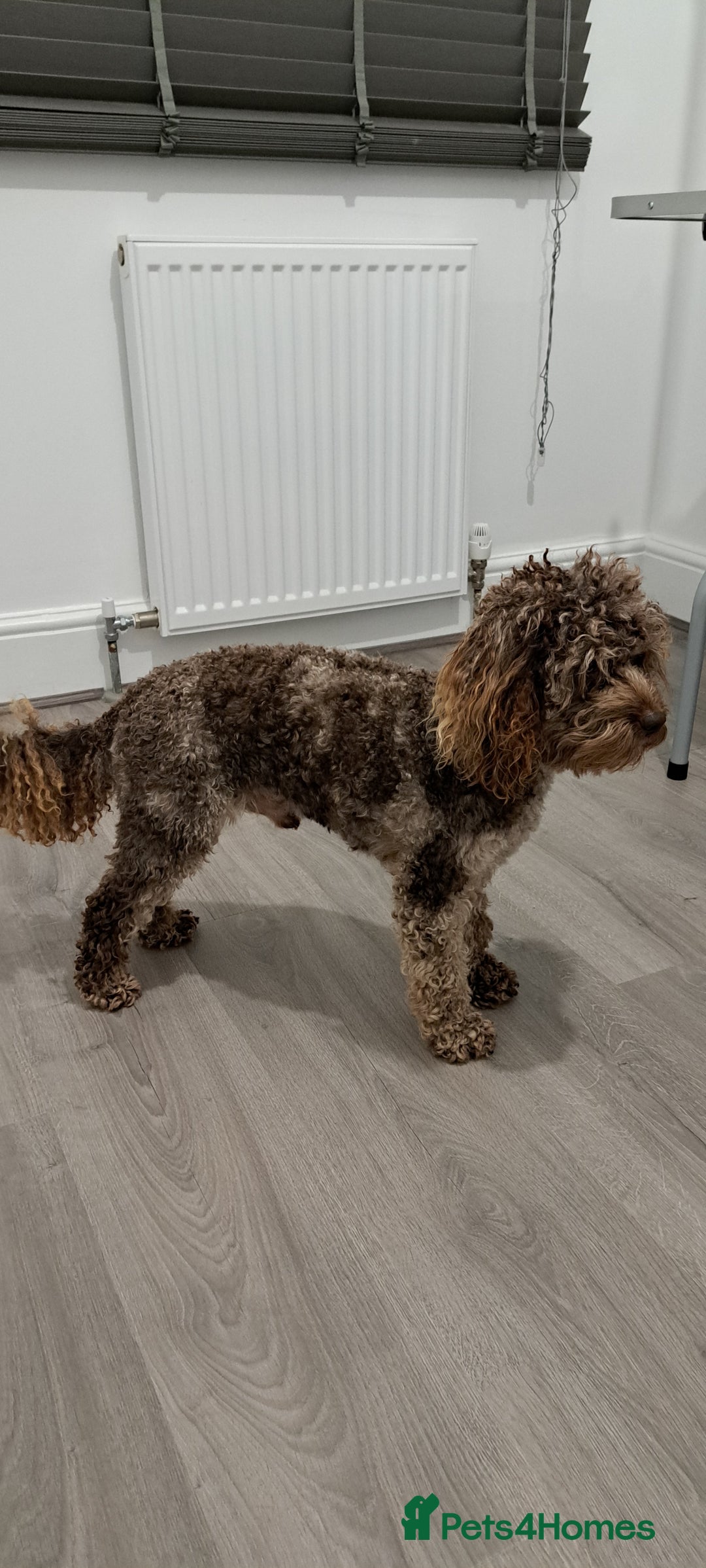 Poodle dogs for stud: cockapoo stud merle health tested, proven  in Bristol - Advert 8