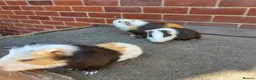 Guinea Pig rodents for sale: Baby Guinea Pigs  - Advert 5