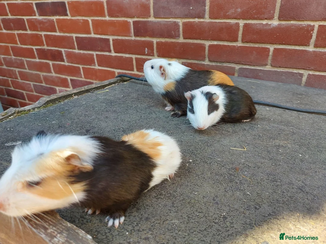 Guinea Pig rodents for sale: Baby Guinea Pigs  - Advert 5