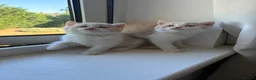 British Shorthair cats for sale:  🐾5 Beautiful British Shorthair Kittens🐱❤️ - Advert 9