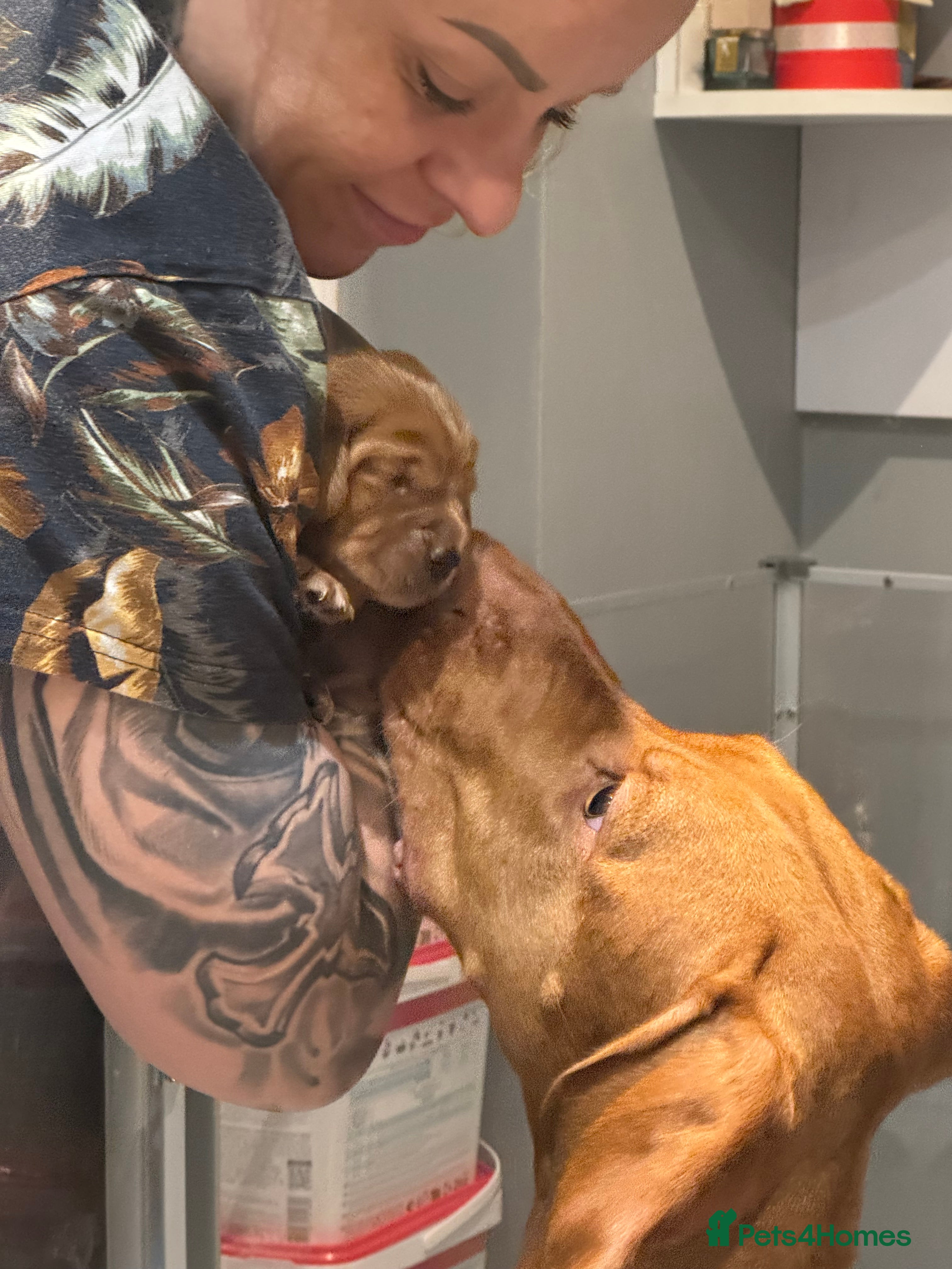 Mixed Breed dogs Hungarian vizsla x border collie - Advert 2