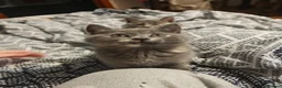 Mixed Breed cats for sale: 2 beautiful British Shorthair female  - Advert 5