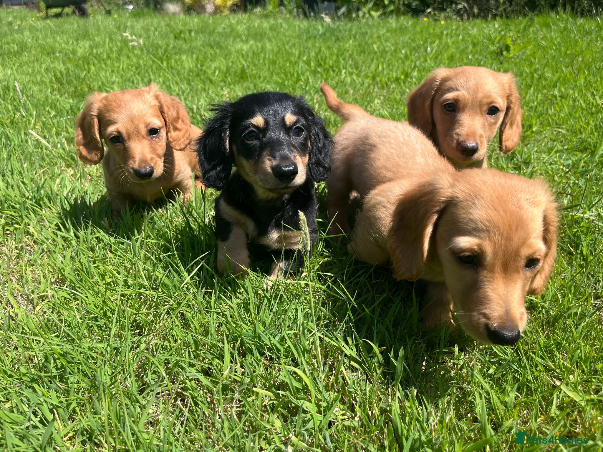 Miniature Dachshund dogs ** NOW REDUCED** Miniature Dachshund puppies ⭐⭐ - Advert 1