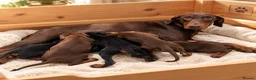 Dobermann dogs for sale: Stunning Doberman Pups Ready 10th October - Advert 2