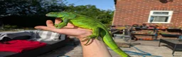 Iguana reptiles for sale: Young Male iguana + Enclosure  - Advert 2