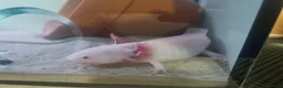 Other/Mixed Breed fish for sale: Axolotl fish  in Barnsley - Advert 2