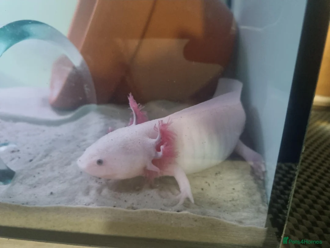 Other/Mixed Breed fish for sale: Axolotl fish  in Barnsley - Advert 2