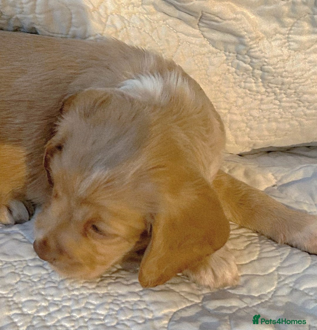 Cocker Spaniel dogs for sale: HEALTH CHECKED KC REG WORKING COCKER SPANIELS  - Advert 18