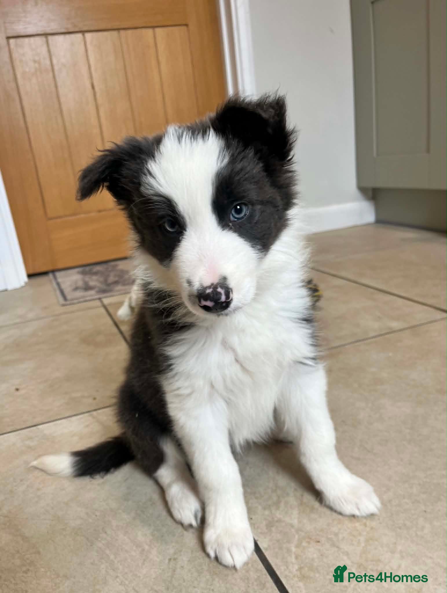 Border Collie dogs Beautiful Slate Grey Border Collie Puppy - Advert 15