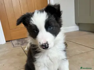 Border Collie dogs Beautiful Slate Grey Border Collie Puppy - Advert 15