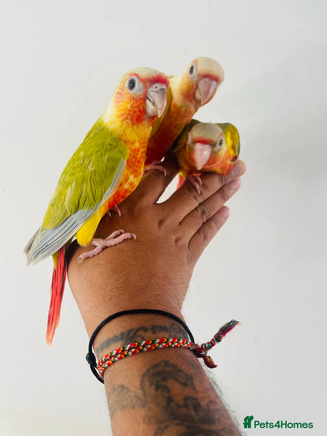 Conures birds for sale: Hand reared conure for sale  - Advert 4