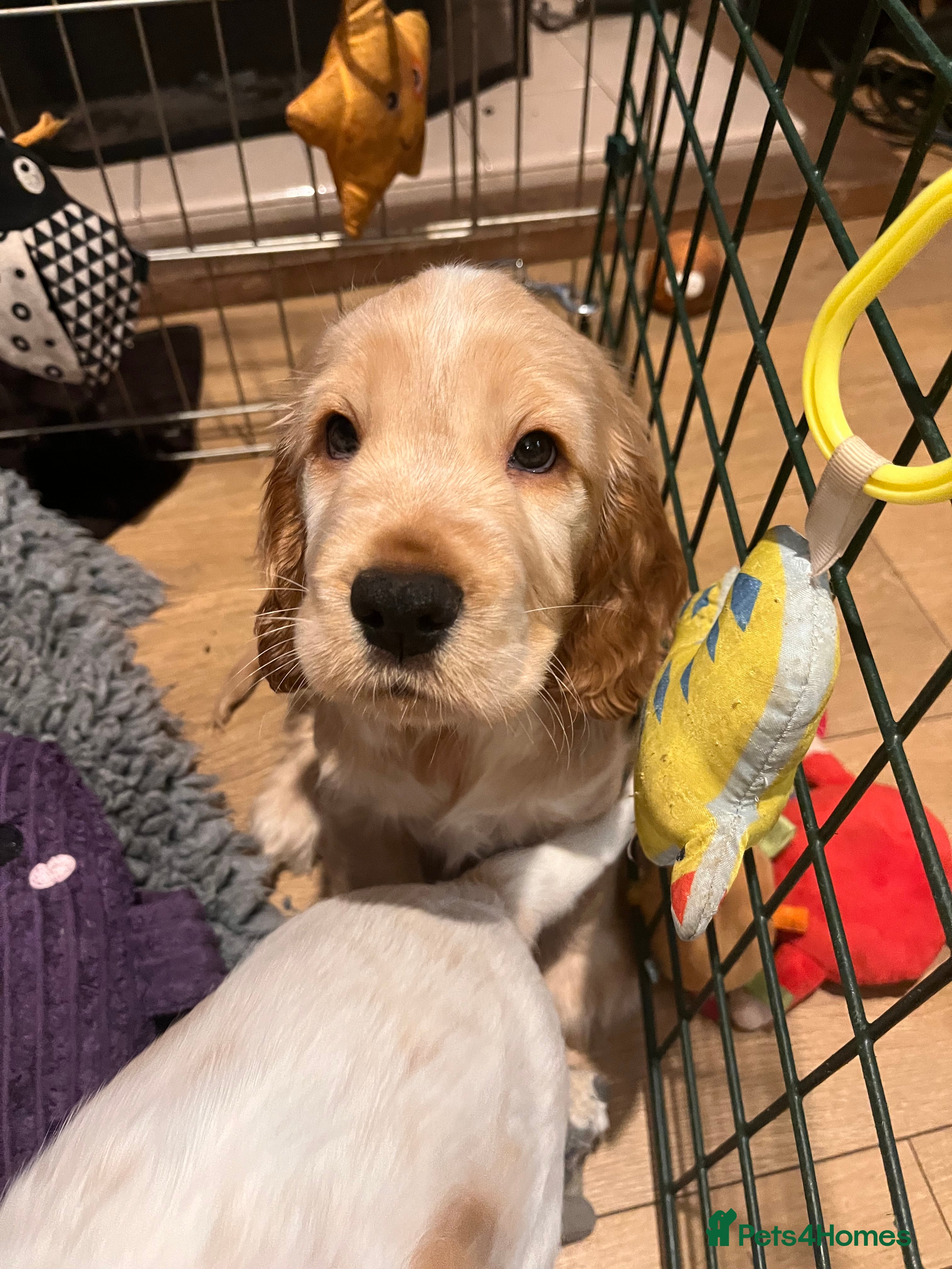 Cocker Spaniel dogs Show type Cocker Spaniels - Advert 5