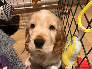 Cocker Spaniel dogs Show type Cocker Spaniels - Advert 7