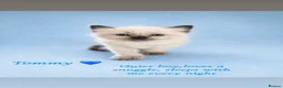 Ragdoll cats for sale: Beautiful Pedigree Ragdoll Kittens  - Advert 22