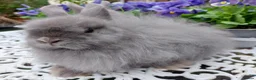 Netherland Dwarf rabbits for sale: STUNNING JERSEY WOOLY X BABIES - Advert 4