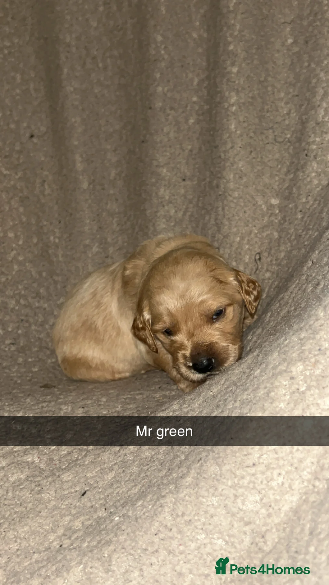 Goldendoodle dogs for sale: F1 golden doodle 5 left viewings now available. - Advert 20