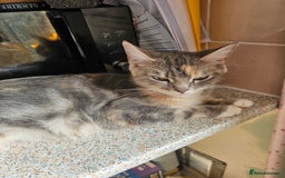 Mixed Breed cats for sale: 2 little ginger boys  - Image 3