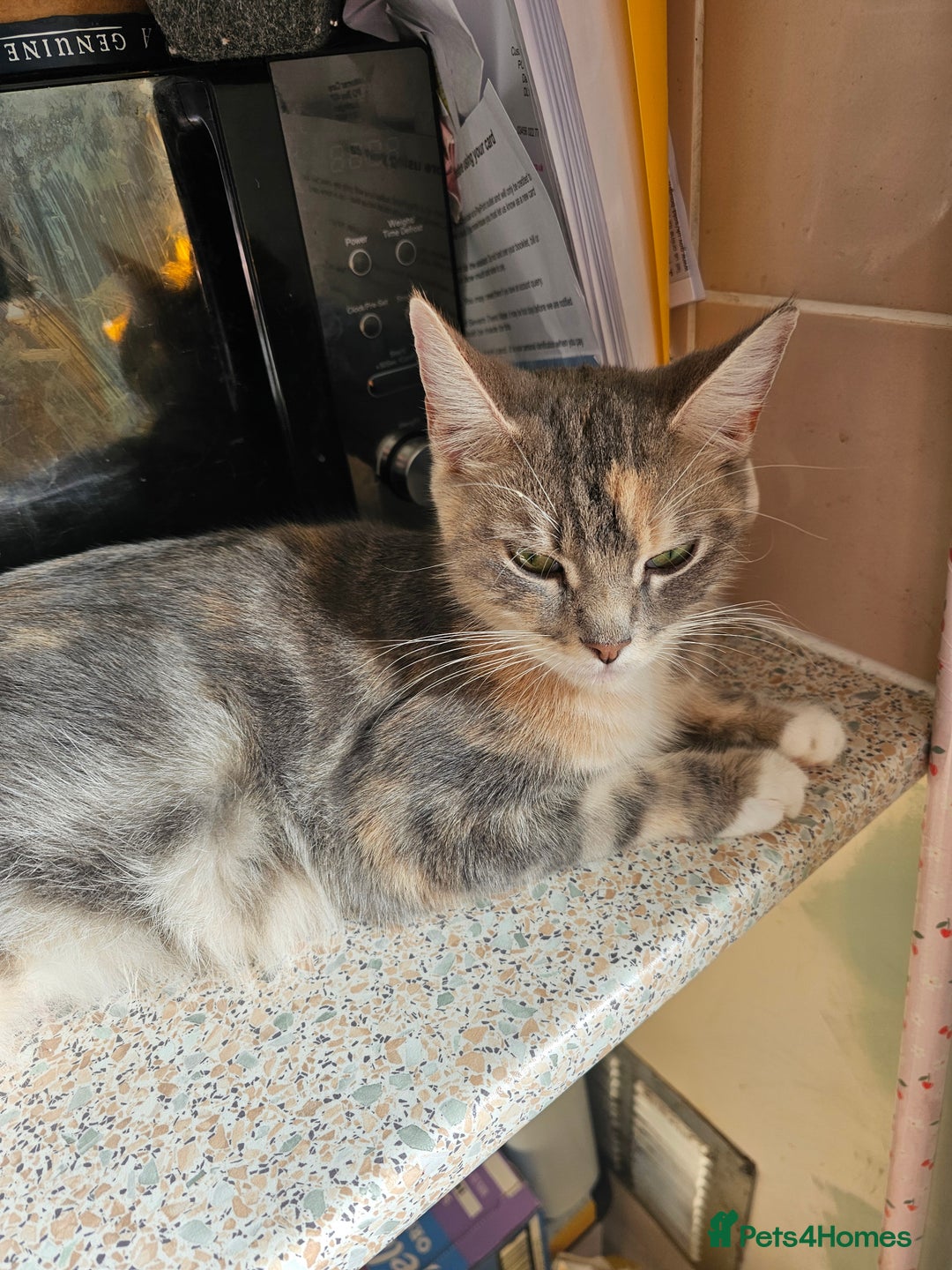 Mixed Breed cats for sale: 2 little ginger boys  - Image 3