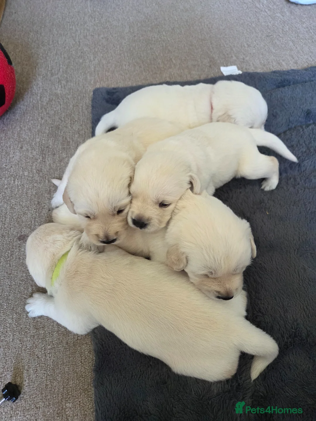 Goldador dogs for sale: Beautiful Goldador puppies  in Castle Douglas - Advert 8