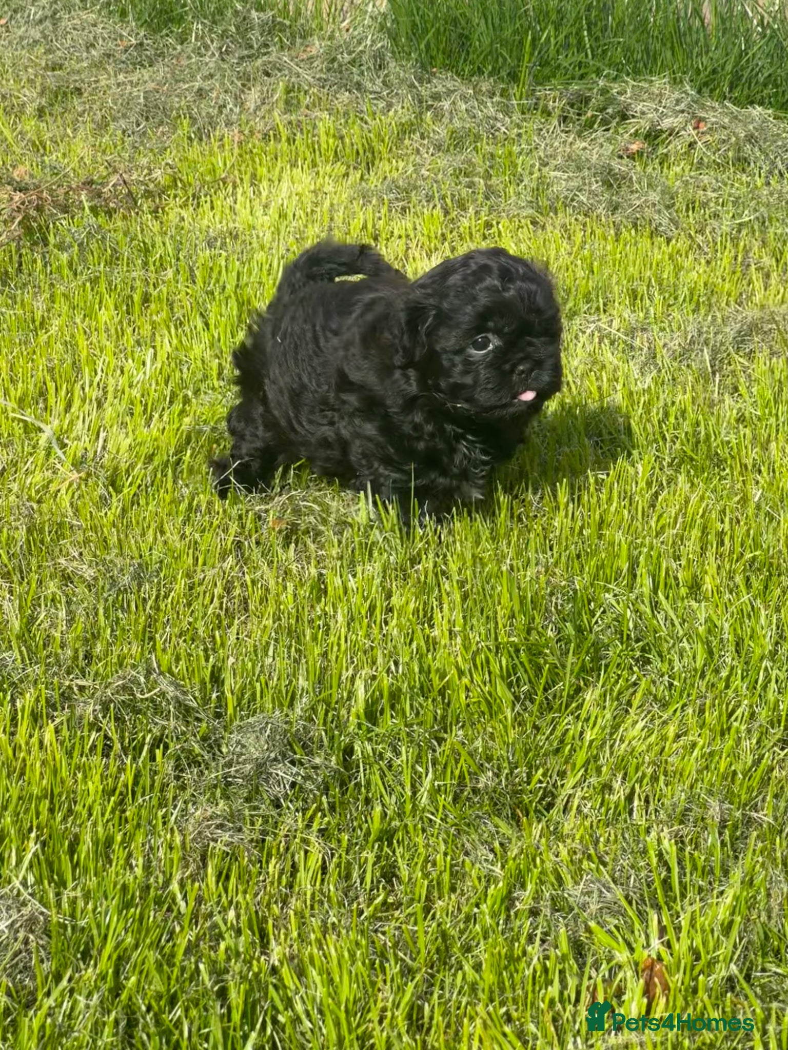 Shihpoo dogs Shihpoo female - Advert 9