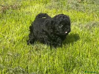 Shihpoo dogs Shihpoo female - Advert 9