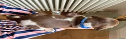 German Shorthaired Pointer dogs for sale: KC Registered German Shorthaired Pointer Puppies - Advert 9