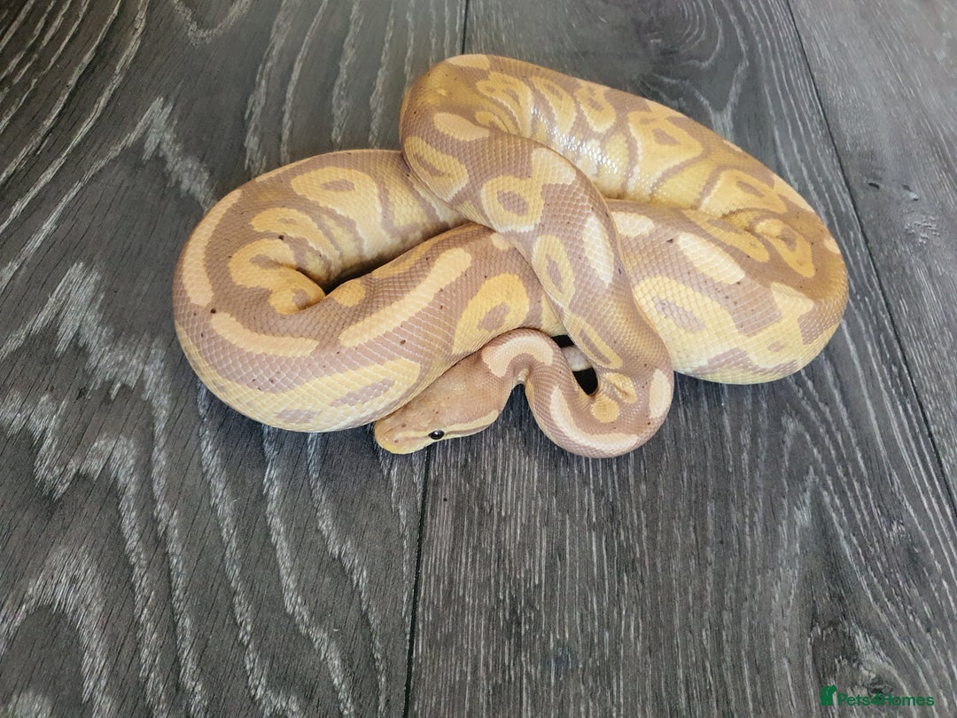 Python Snake reptiles for sale: Banana cinnamon mojave pos female maker  - Image 4