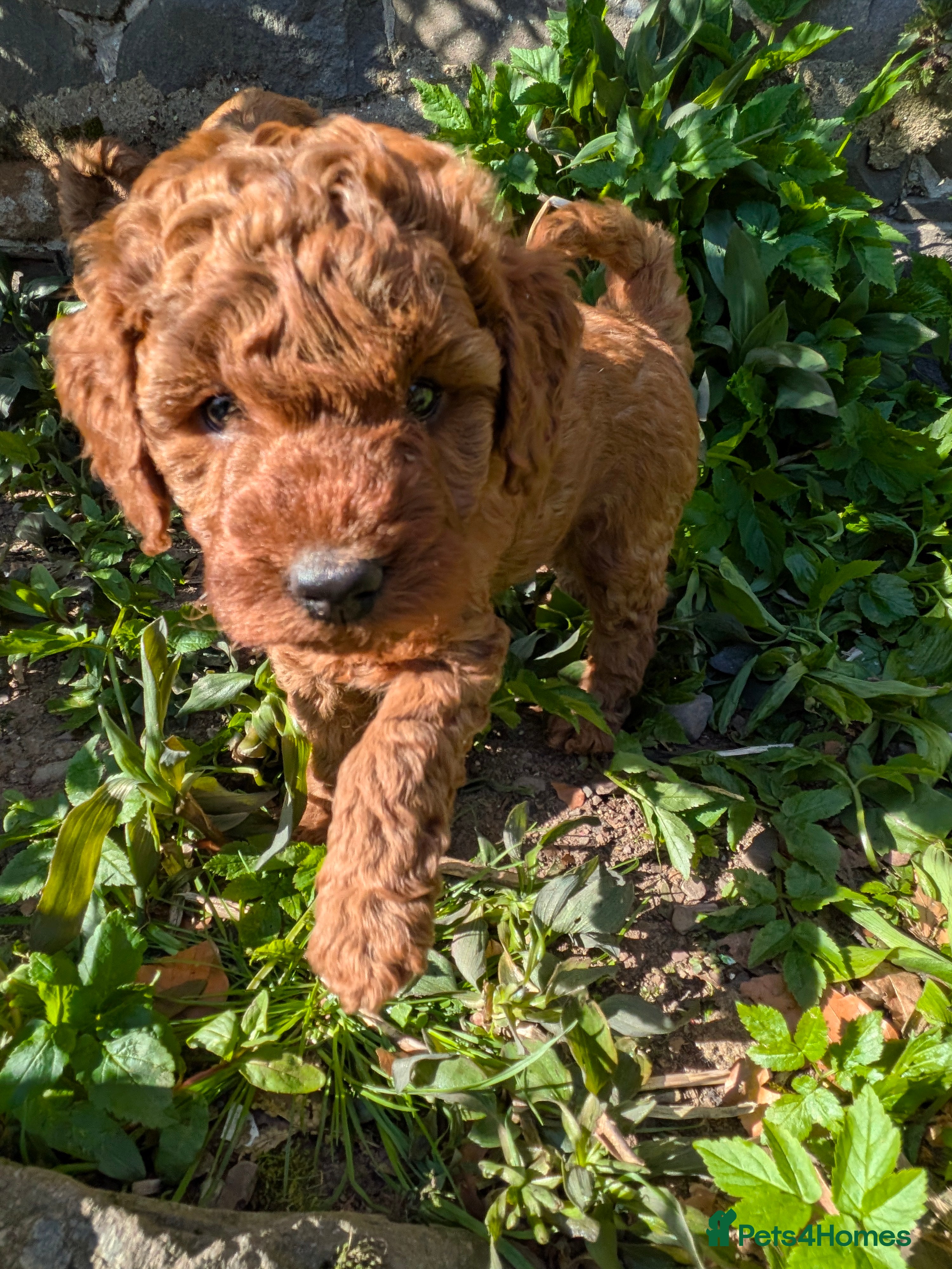 Cockapoo dogs Adorable F1b Red Cockapoos  - Advert 2