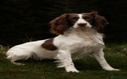 English Springer Spaniel dogs for sale: English springer spaniels  - Image 9