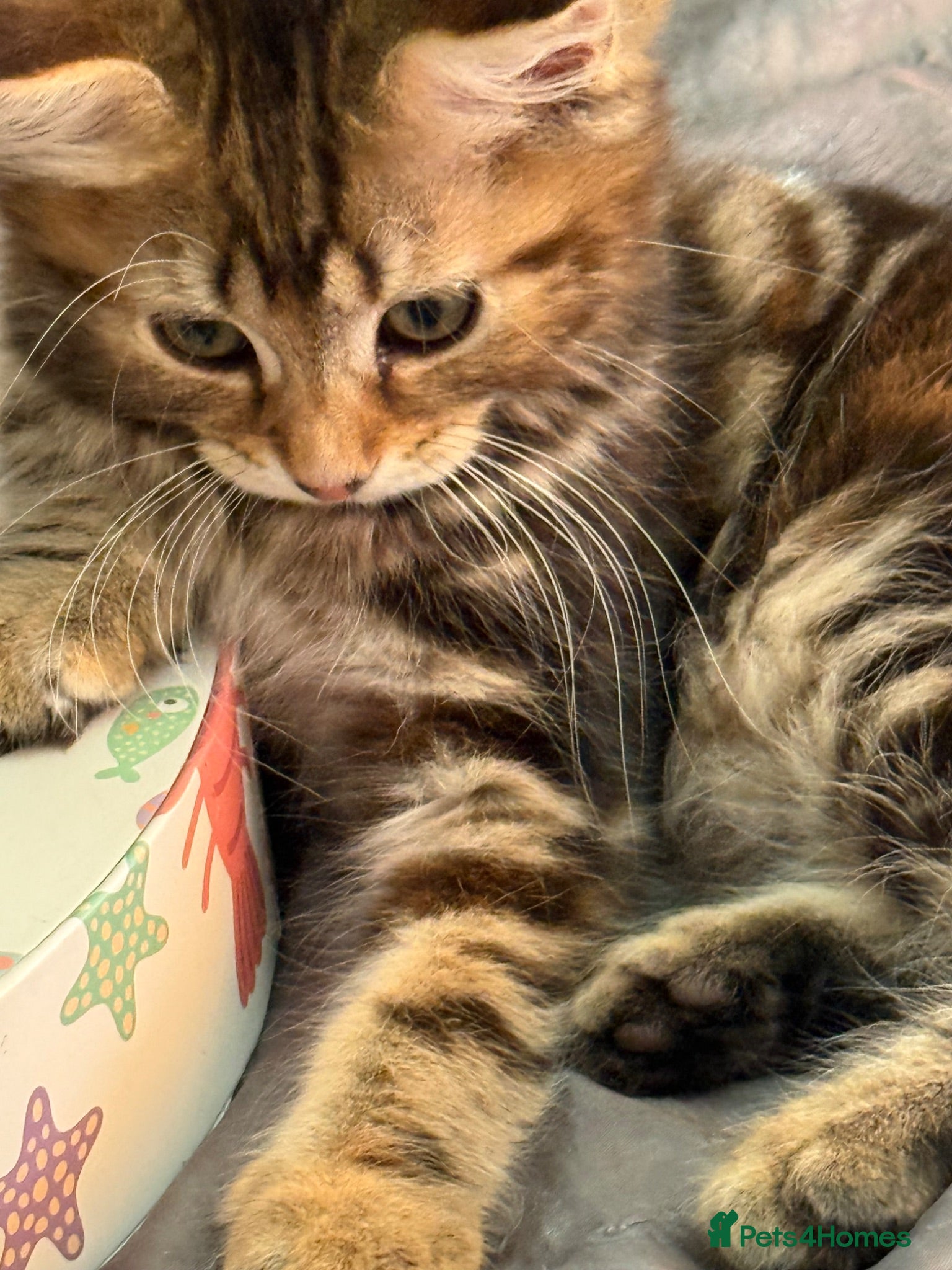 Norwegian Forest Cat cats Beautiful Females available  - Advert 2