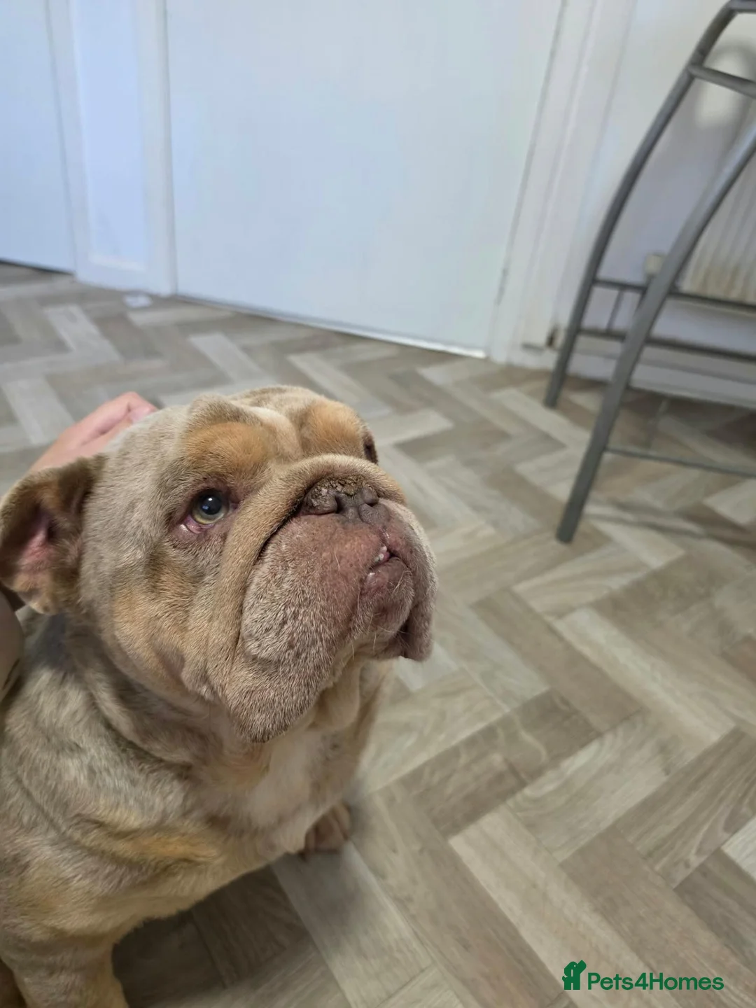 English Bulldog dogs for sale: Rolo beautiful and dopey - Advert 7