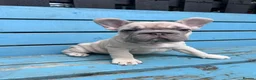 French Bulldog dogs for sale: French bulldogs ready to go now - Advert 6