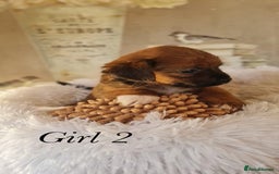 Shorkie dogs for sale: 9 stunning shorkie puppies - Image 11
