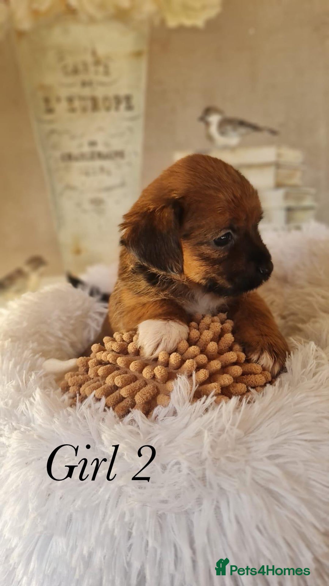 Shorkie dogs for sale: 9 stunning shorkie puppies - Image 11