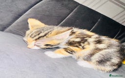 Mixed Breed cats for sale: Calico/tabby kittens  - Image 8